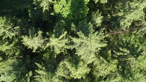 aerial drone slowly descends over trees in forest