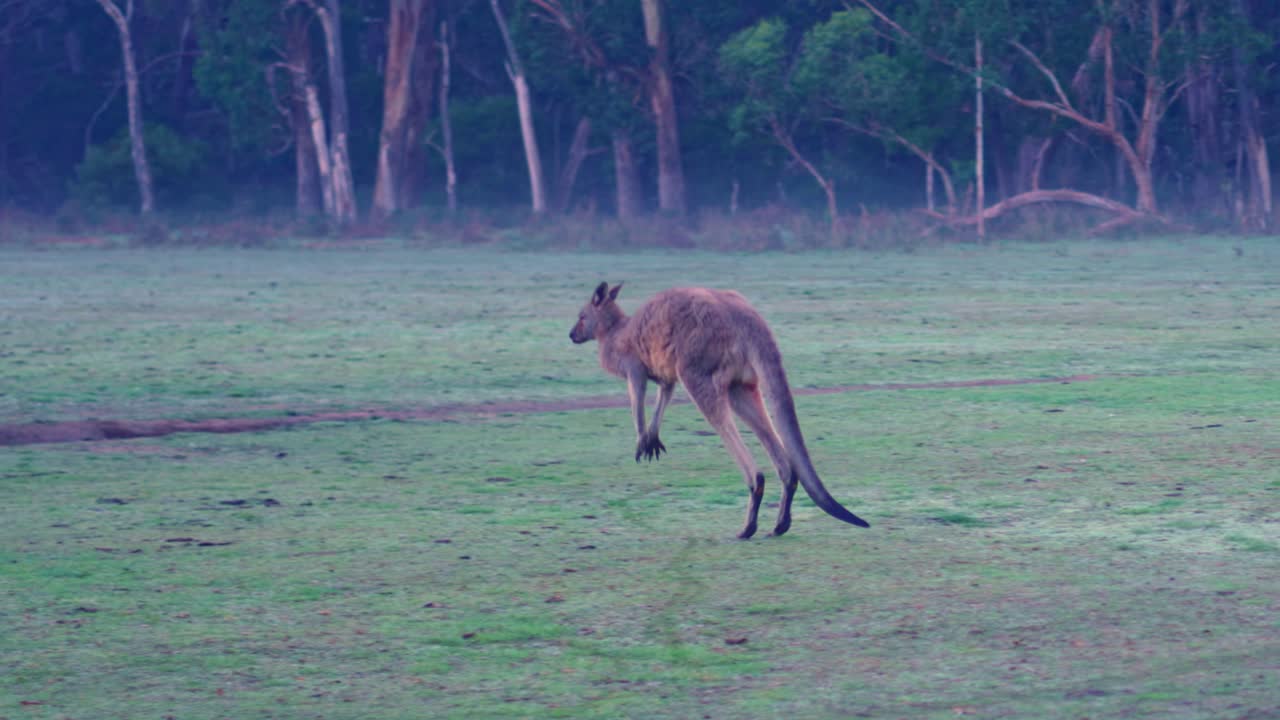 canguro saltando a través de campo de hierba y tierra arbustiva con árboles temprano en la mañana victoria australia cámara lenta