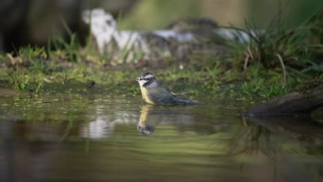 low static medium shot of a eurasian blue tit bathing on the edge of a woodland pond with a green grassy and mossy bank