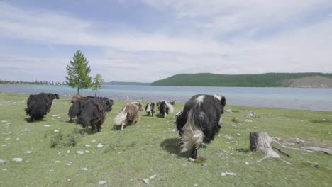 Verfolgung-Von-Yacks-Beim-Laufen-Entlang-Eines-Sees-In-Zeitlupe,-Mongolei