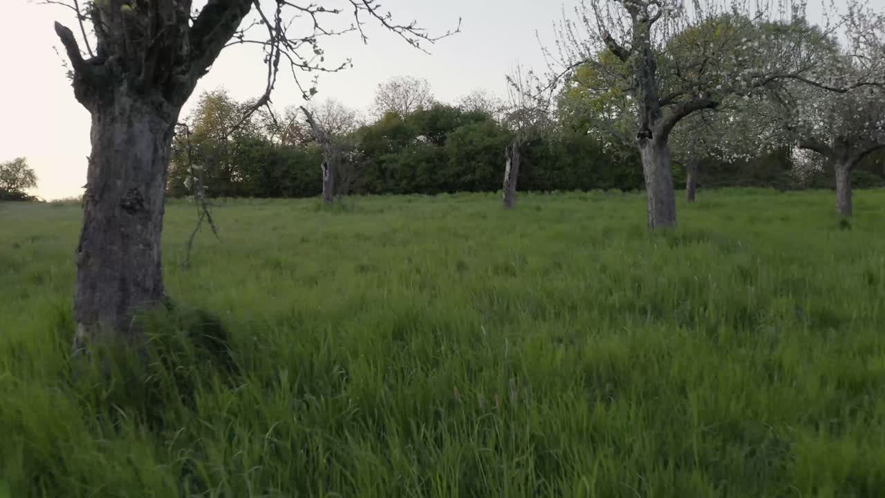 slow aerial trough trees in suburban garden