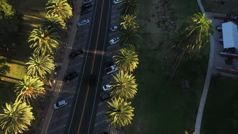 drone shot starts on closeup of cars driving on road and palm trees then zooms out to reveal many palm trees, parking lot, and picnic area during golden hour of sunset in los angeles, california park