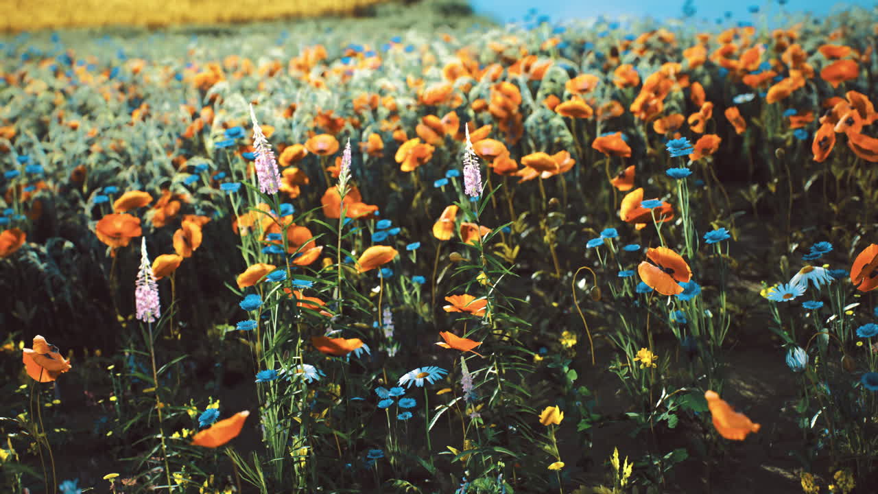 Campo florido e colorido sob um céu limpo com flores vibrantes