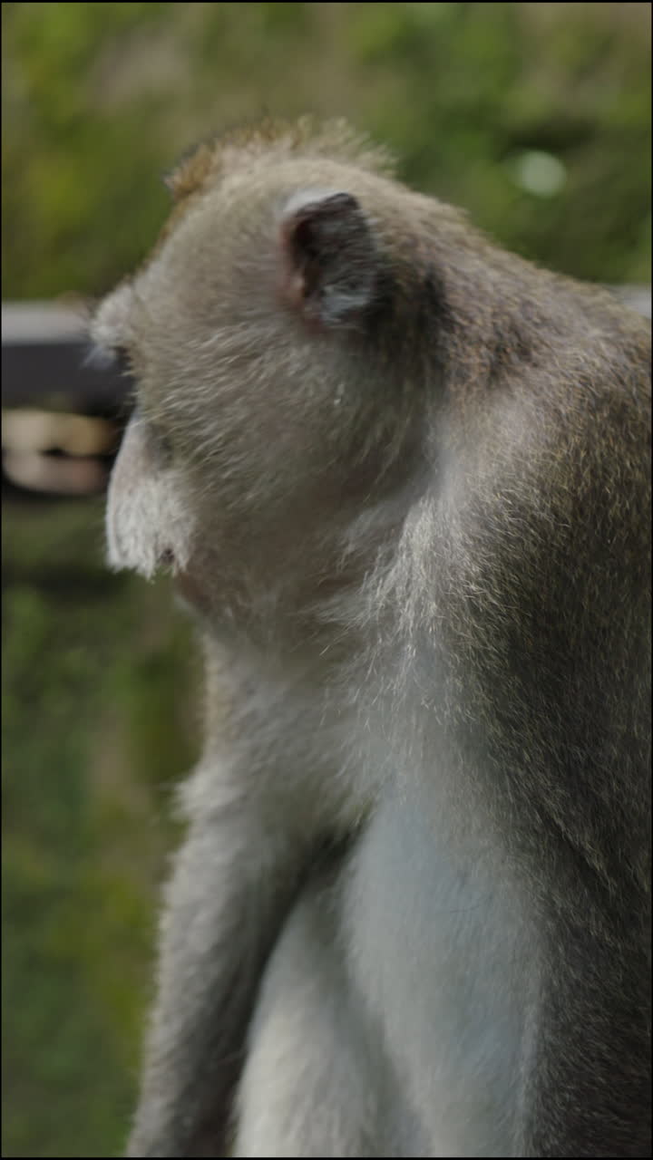 Close-up of a monkey