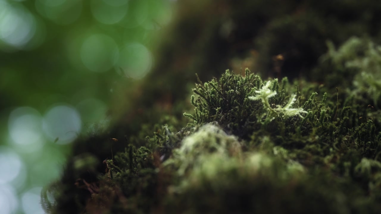 Primo piano di muschio verde che cresce sull'albero.