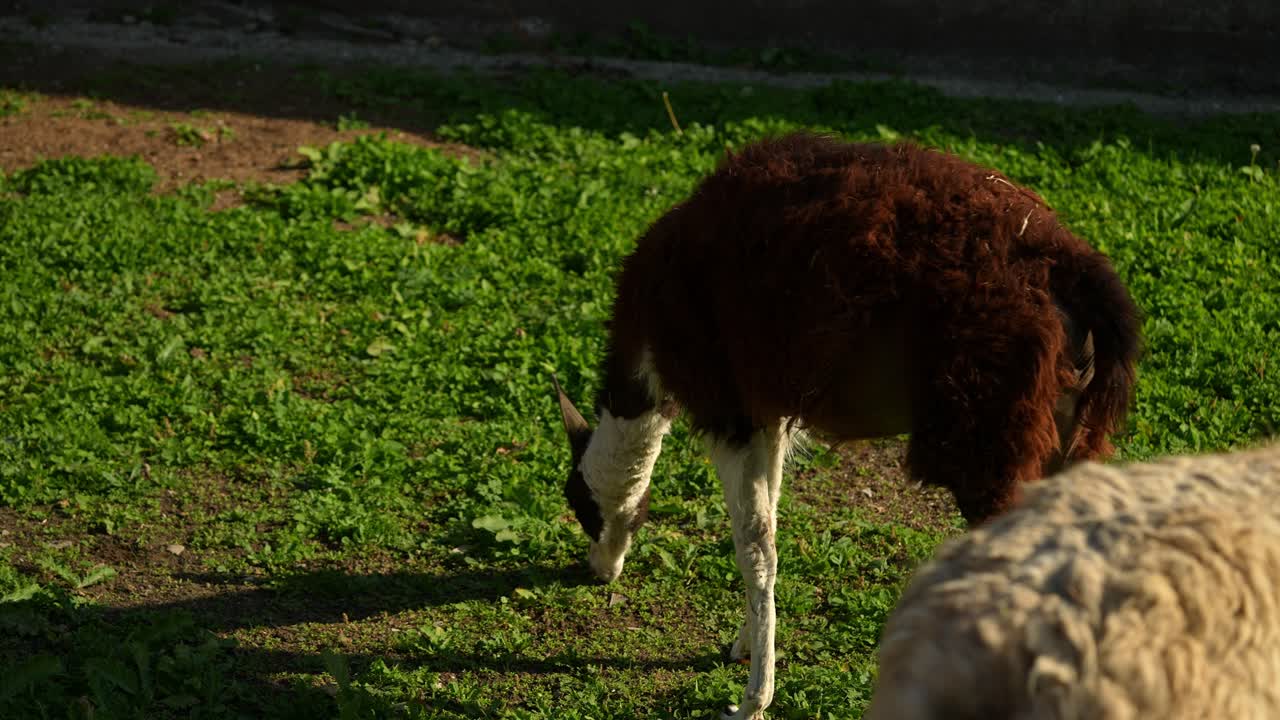 llama en un recinto de hierba