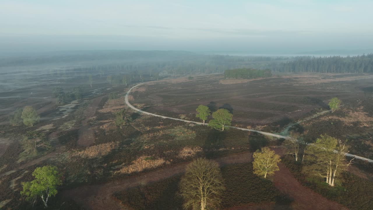 은 도로와 함께 안개가 가득한 숲 풍경