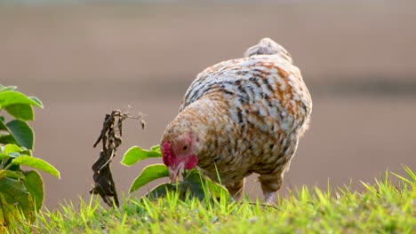 Close-up-clip-of-white-and-brown-speckled-chicken-pecking-and-feeding-in-short-grass