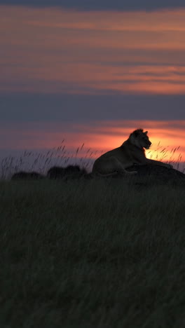 lion silhouette at sunset