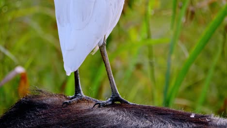 close up of a white egrets bird standing on a buffalo's back