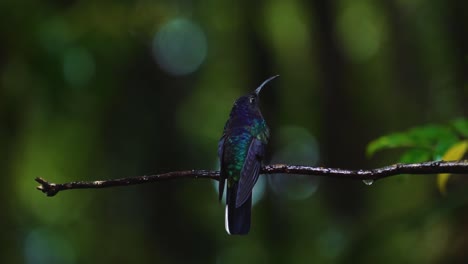 A-flashy-green-and-blue-hummingbird-is-flying-around,-sitting-on-a-branch-in-slow-motion-in-the-jungle-in-Monteverde,-Costa-Rica