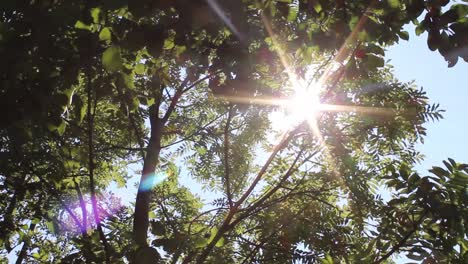 Sonnenlicht-Zwischen-Blättern-Und-Bäumen