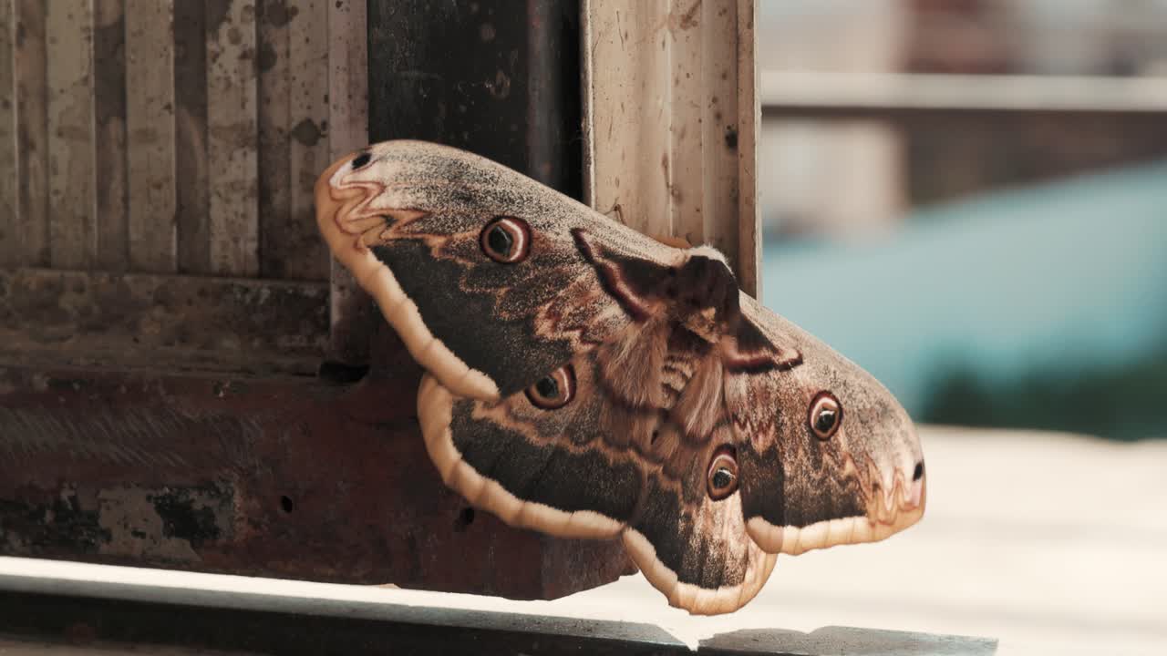 Farfalla colorata con ali enormi. Lepidotteri. Entomologia.