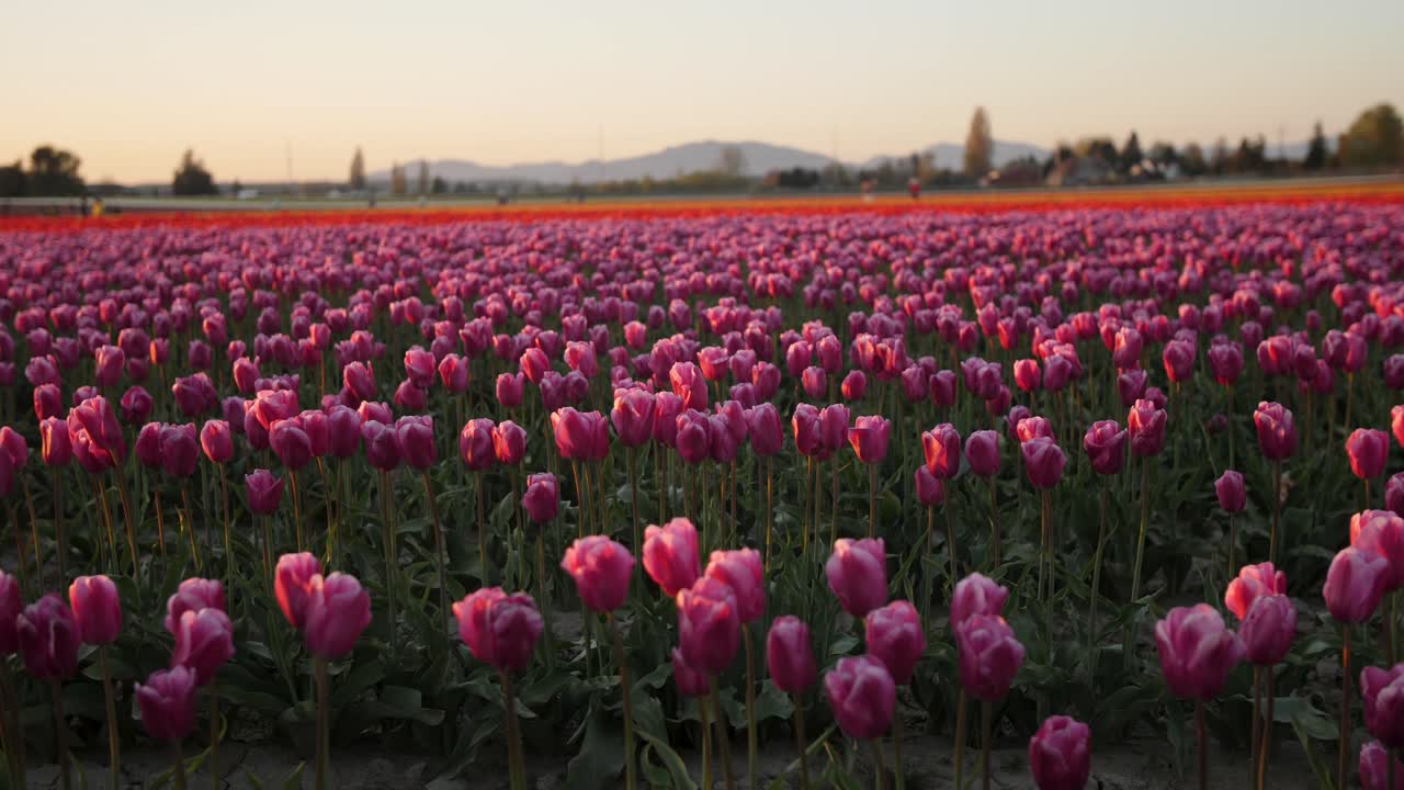бесконечное поле прекрасных розовых тюльпанов