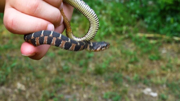 Junge gefleckte Wassernatter Nerodia erythrogaster transversa in einer Hand.