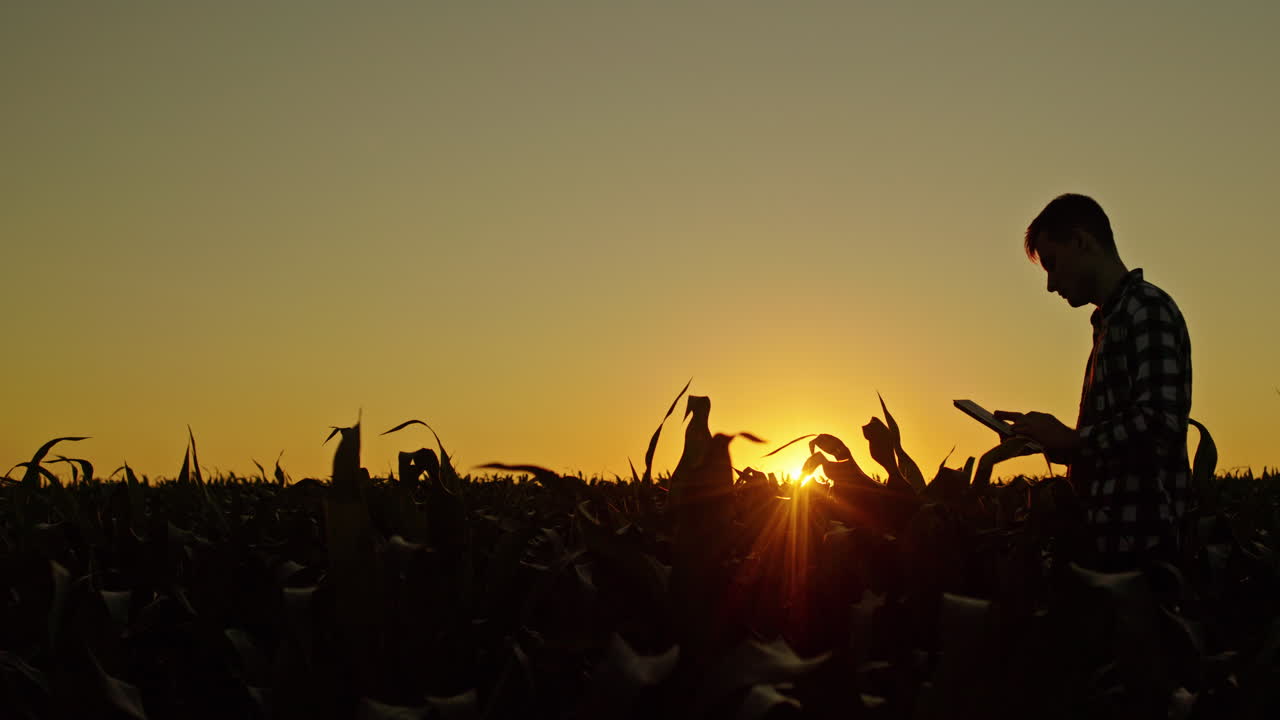 Farmer Checking Corn Field at Sunset
