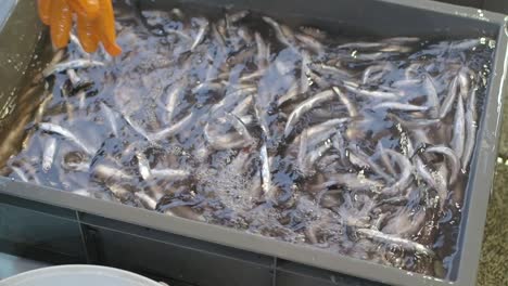 processing fresh fish in a container