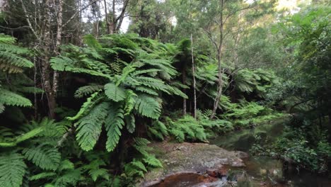 dense foliage and a flowing stream in nature