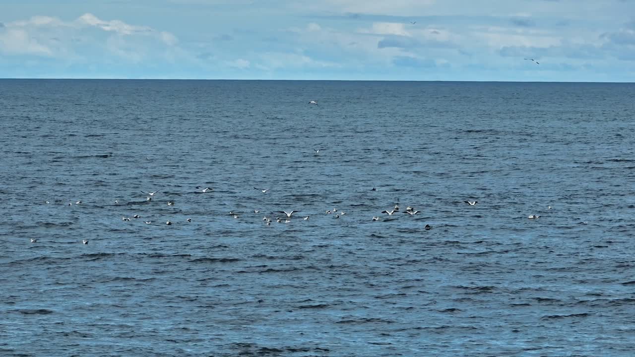 동쪽 케이프에서 물고기를 먹는 새와 돌고래를 둘러싼 도 촬영