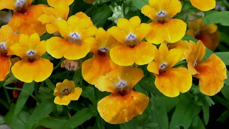 closeup of orange coloured garden flowers