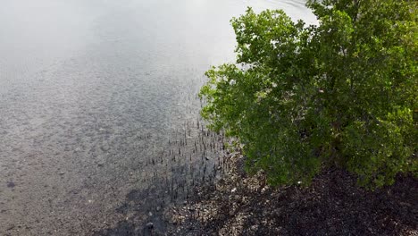 aerial drone rising above coastal ecosystem of young mangrove habitat and coastal trees in the tropics of southeast asia