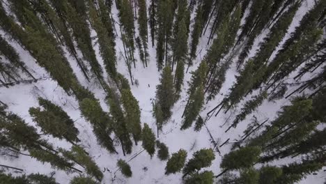 Alaska-Forest-Aerial-View,-Fallen-Trees,-Lush-Green-Spruce,-Thick-with-Snow,-Wintertime