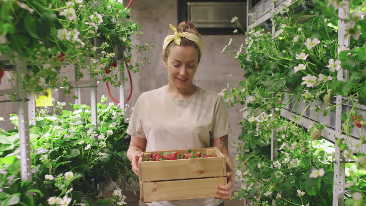 Woman harvesting strawberries in indoor vertical farm