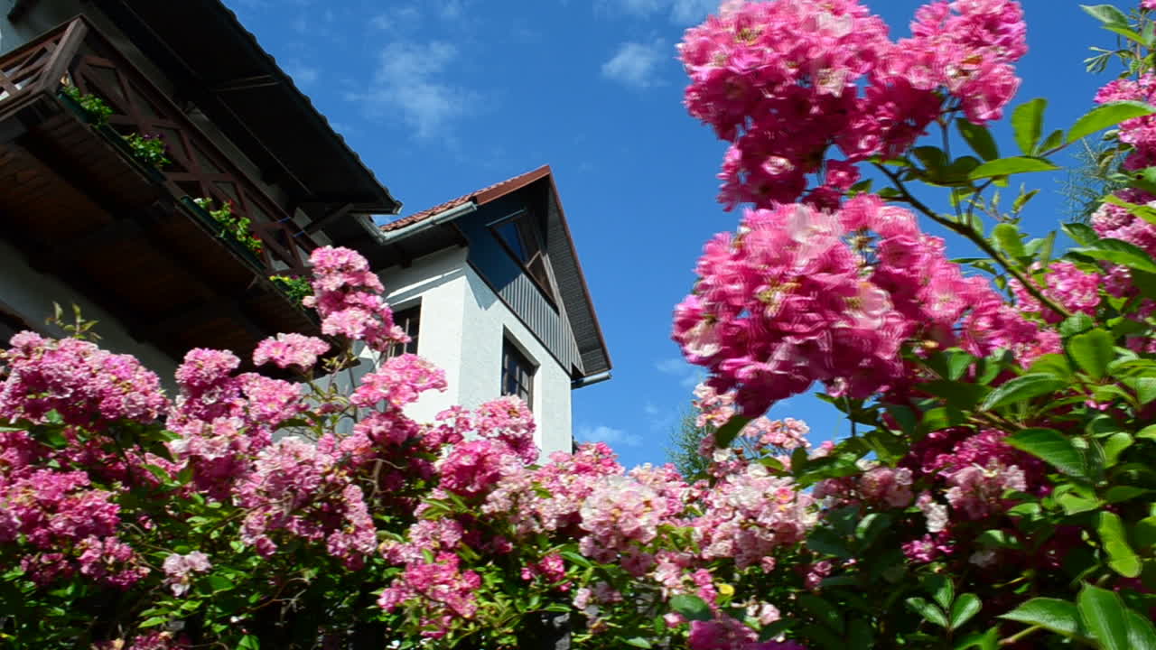 Des roses sur une clôture, un intérieur de maison. Tournage en été, fleurs.