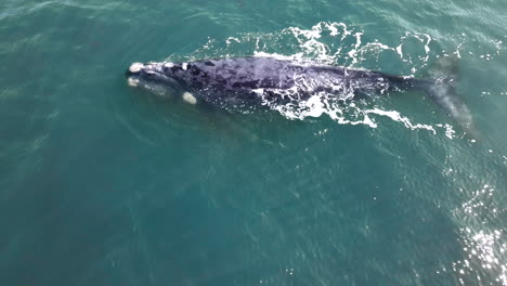 Vista-Aérea-Superior-De-Una-Ballena-Atigrada-Derecha-Austral-Adulta-En-Agua-Color-Aguamarina