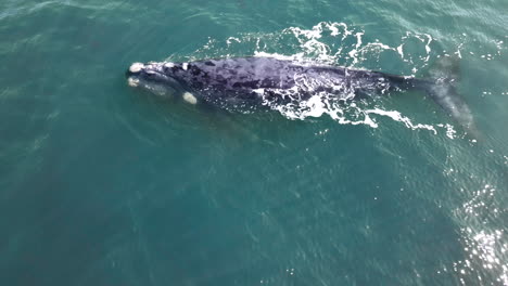 vista aérea superior de la ballena franca del sur adulta en aguas acuamarinas