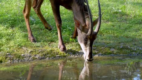 Beautiful-springbok-antelope-drinking-water-from-natural-lake-during-sunlight-in-nature