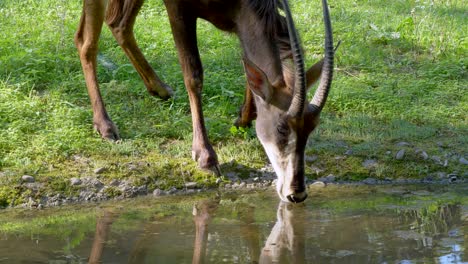 hermoso antílope springbok bebiendo agua del lago natural durante la luz del sol en la naturaleza