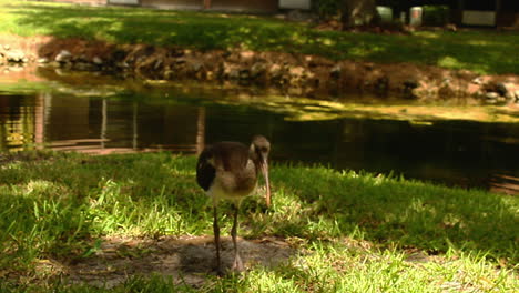 Multiple-American-white-ibis-is-a-bird-which-has-an-overall-white-plumage,-a-brilliant-red-orange-down-curved-bill,-long-legs,-and-black-wing-tips-can-be-seen-in-this-video