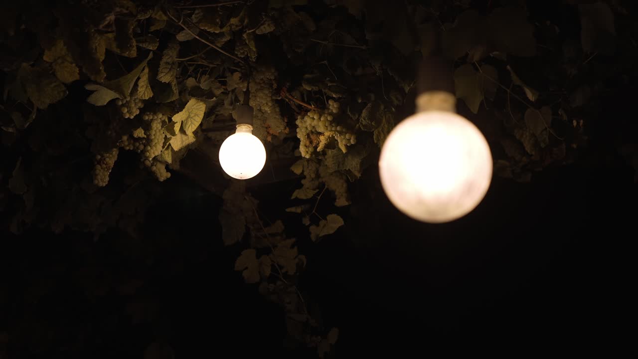 soft bulbs illuminate ripe grapevines in a moody night time vineyard scene