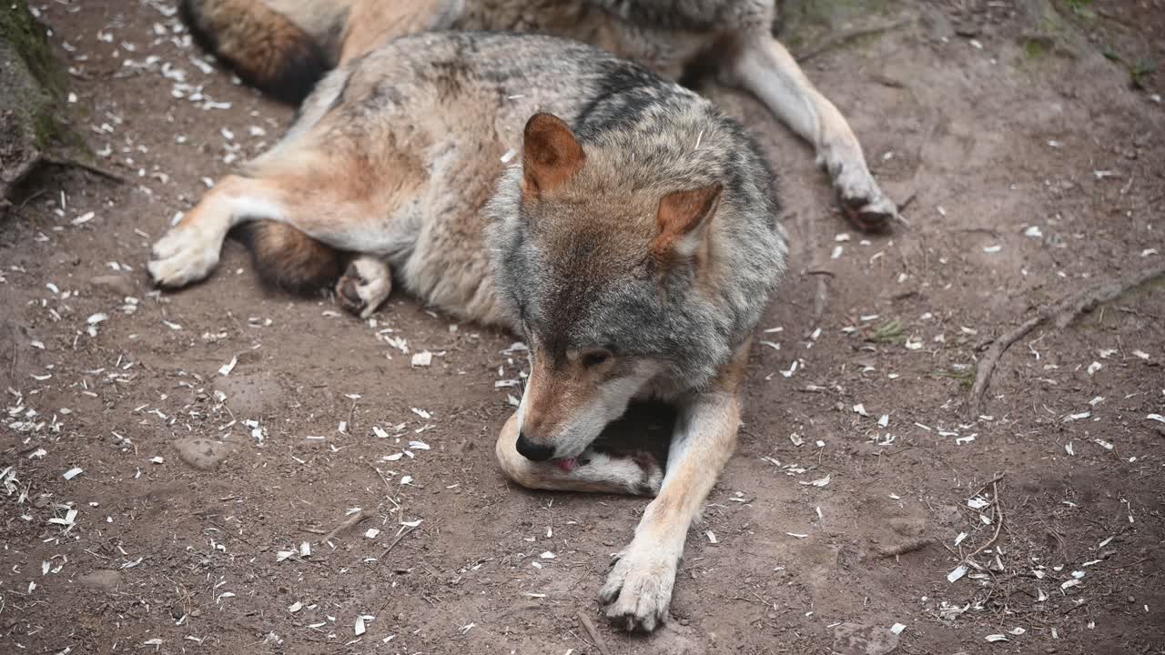 hermoso lobo gris europeo relajándose, acicalándose