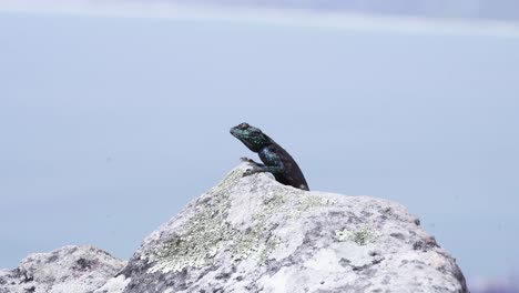 Cordylus-Niger,-O-Lagarto-Anillado-Negro,-Sobre-Una-Roca-En-Table-Mountain,-Ciudad-Del-Cabo,-Sudáfrica