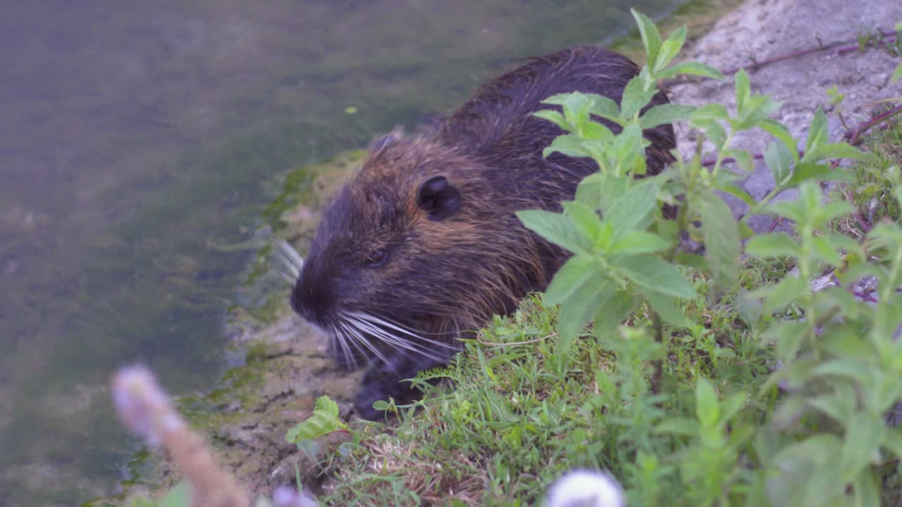 un coipo susurrando a la orilla de un río