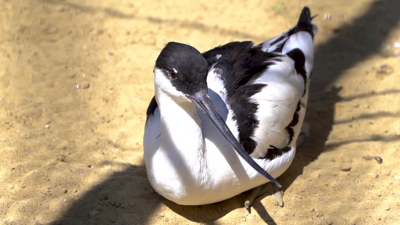 햇빛 야외에서 basking pied avocet