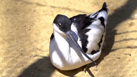 Pied-Avocet-Disfrutando-De-La-Luz-Del-Sol-Al-Aire-Libre