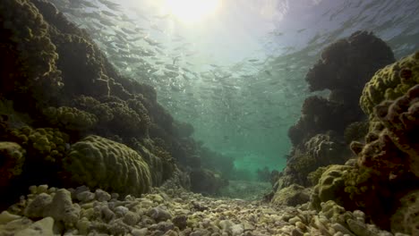 Schöne-Szenische-Hintergrundbeleuchtung-Aufnahme-Einer-Fischschule,-Die-Im-Seichten-Wasser-Eines-Tropischen-Korallenriffs-Ruht