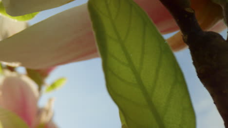 Closeup-view-of-white-flowers-blooming-against-bright-golden-sun-in-blue-sky.