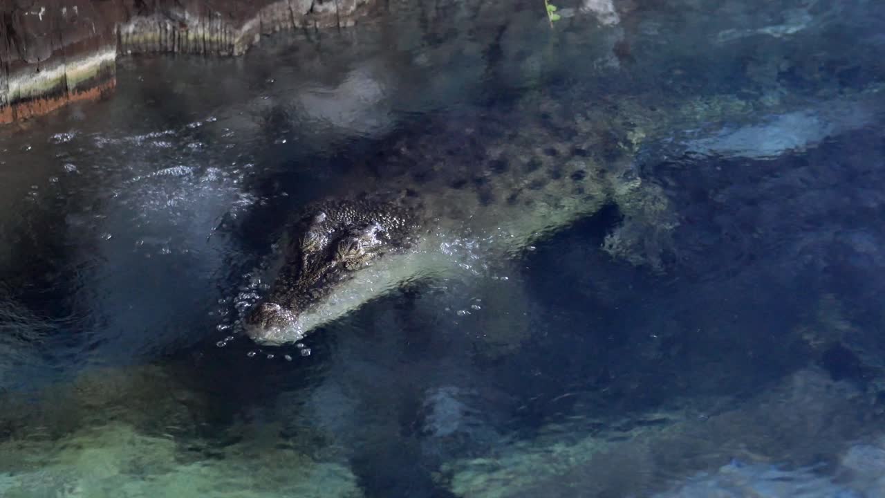 cocodrilo en el agua