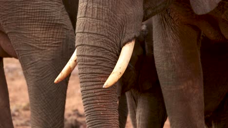 african bush elephant curls trunk ready to feed