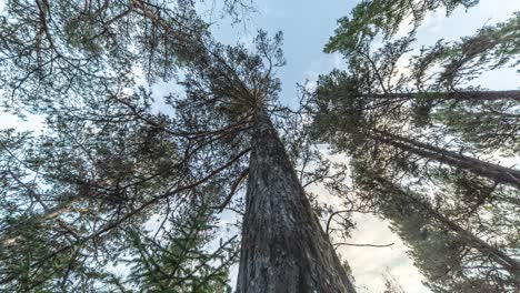 Clouds-pass-in-the-light-blue-sky-above-the-crowns-of-tall-pine-trees