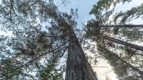 las nubes pasan en el cielo azul claro por encima de las coronas de los pinos altos