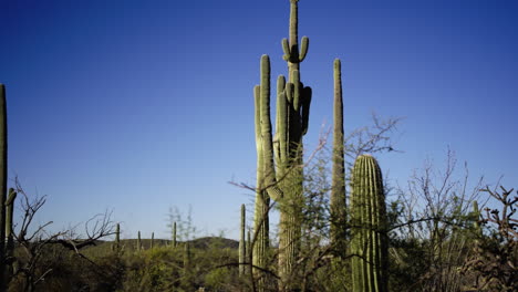 se arrastra lentamente hacia los paisajes desérticos