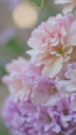 blurred pink and purple flowers with bokeh