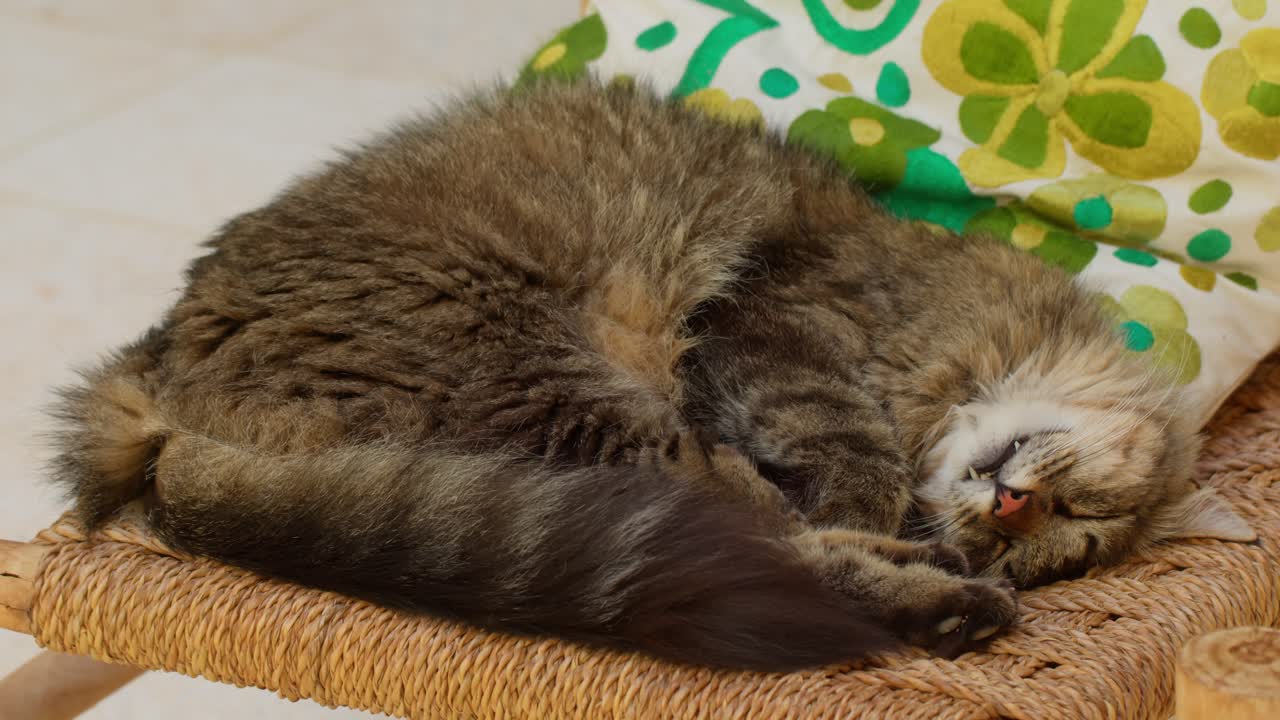 Static close-up of a cat peacefully sleeping with its belly gently rising and falling in Marrakesh, Morocco, showing calm breathing and relaxation