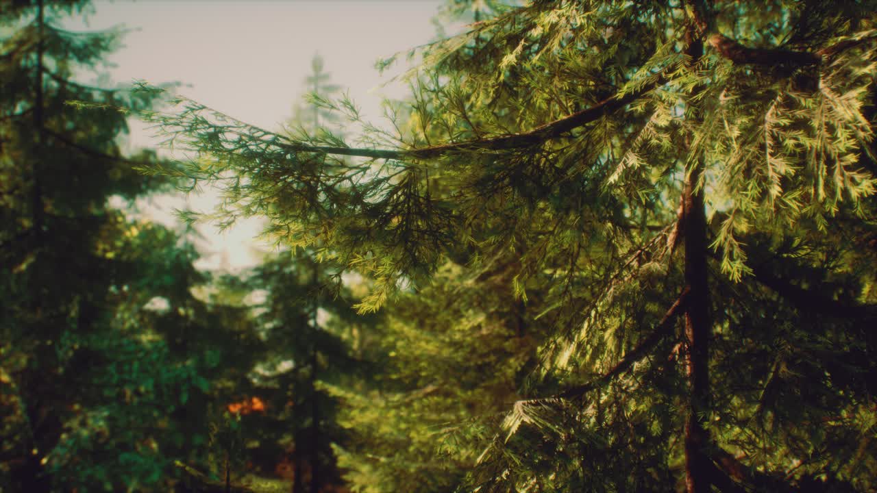 밝은  ⁇ 빛 속 의 초록색 피침 나무 들