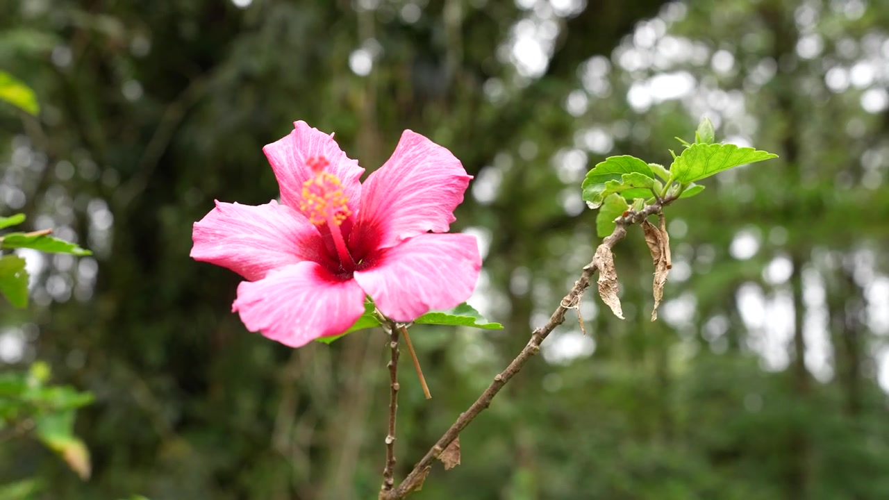 Primo piano di un fiore di ibisco rosa vivace in un giardino